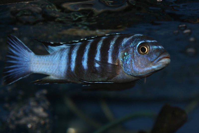 Chindongo sp. 'elongatus ornatus tanzania' Luhuchi Rocks